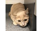 Adopt Twinkie a Domestic Shorthair / Mixed cat in Sheboygan, WI (41446668)