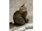 Adopt Emma a Brown Tabby Domestic Shorthair / Mixed (short coat) cat in Allen