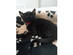Adopt Morsa a Domestic Shorthair / Mixed cat in Quesnel, BC (41446824)