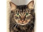 Adopt Buddy (Mall of NH) a Brown Tabby Domestic Shorthair (long coat) cat in
