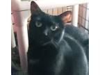 Adopt Pocahantas a All Black Domestic Shorthair (short coat) cat in Manchester