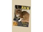 Adopt Rick a Orange or Red (Mostly) Domestic Mediumhair (medium coat) cat in