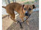 Adopt Caramel Delight a Pit Bull Terrier / Mixed dog in Lincoln, NE (41446646)