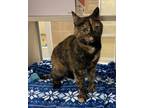 Adopt Erulisse a Domestic Shorthair / Mixed cat in Lincoln, NE (41446645)