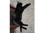 Adopt Nox a All Black Domestic Shorthair / Mixed (short coat) cat in Spokane