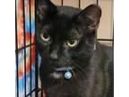 Adopt Baby Boy a All Black Domestic Shorthair (short coat) cat in Manchester