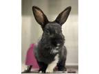 Adopt Puri a Black American / Mixed rabbit in Oakland, CA (41445530)
