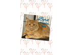 Adopt Byrd a Orange or Red Tabby Domestic Mediumhair (medium coat) cat in
