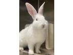Adopt Pancake a White American / Mixed rabbit in Oakland, CA (41445531)