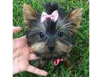 RSDF Teacup Yorkshire Terrier Puppies