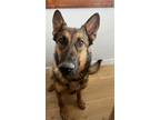 Adopt Aspen a Black - with Tan, Yellow or Fawn German Shepherd Dog / Mixed dog