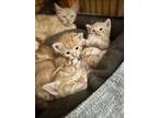 Adopt Orange Tabby Kittens a Orange or Red Tabby Domestic Shorthair / Mixed