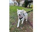 Adopt Luna a White Husky / Mixed dog in San Antonio, TX (41446675)
