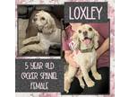 Adopt Loxley a Tan/Yellow/Fawn Cocker Spaniel / Mixed dog in Longview