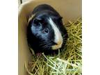 Adopt Prescott a Black Guinea Pig / Guinea Pig / Mixed (short coat) small animal
