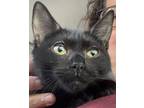 Adopt Mewze a All Black Domestic Shorthair (short coat) cat in Manchester