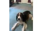 Adopt Curley a White - with Brown or Chocolate English Springer Spaniel / Mixed