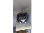 Adopt Munchkin a Gray or Blue Domestic Shorthair / Mixed Breed (Medium) / Mixed