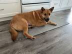 Adopt Stella a Tan/Yellow/Fawn German Shepherd Dog / Mixed dog in Spruce Grove