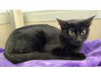 Adopt Larabee a All Black Domestic Shorthair / Domestic Shorthair / Mixed cat in