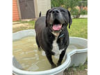 Adopt Topeka a Black Labrador Retriever / Mixed dog in San Marcos, TX (41352006)