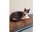 Adopt Princess Purrington a All Black Domestic Shorthair / Domestic Shorthair /