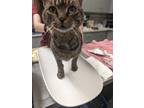 Adopt Noodle a Gray or Blue Domestic Shorthair / Domestic Shorthair / Mixed cat