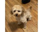 Adopt Dexter a Red/Golden/Orange/Chestnut Goldendoodle / Mixed dog in Freeport