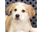 Adopt Peach a Great Pyrenees / Shepherd (Unknown Type) / Mixed dog in Fort