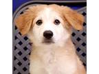 Adopt Toad a Great Pyrenees / Shepherd (Unknown Type) / Mixed dog in Fort Davis