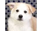 Adopt Yoshi a Great Pyrenees / Shepherd (Unknown Type) / Mixed dog in Fort