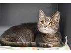 Adopt Kenzie a Gray or Blue Domestic Shorthair / Mixed Breed (Medium) / Mixed