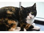 Adopt Miley a All Black Domestic Shorthair / Domestic Shorthair / Mixed cat in