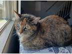 Adopt Noelle a Brown Tabby Domestic Shorthair / Mixed Breed (Medium) / Mixed