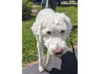 Adopt Bentley a White Poodle (Standard) / Husky / Mixed dog in Williamsburg