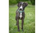 Adopt Skye a Black Labrador Retriever / Mixed dog in Newport, KY (40450569)