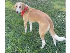 Adopt Pear a Tan/Yellow/Fawn Hound (Unknown Type) / Mixed dog in Georgetown
