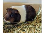 Adopt Fiona a Brown or Chocolate Guinea Pig / Guinea Pig / Mixed small animal in