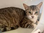 Adopt WC Cliffet a Brown or Chocolate Domestic Shorthair / Domestic Shorthair /