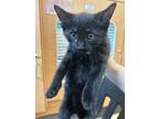 Adopt Logan a All Black Domestic Shorthair / Domestic Shorthair / Mixed cat in