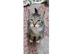 Adopt Posey a Brown Tabby Domestic Shorthair / Mixed Breed (Medium) / Mixed