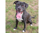 Adopt Ego a Black American Pit Bull Terrier / Mixed dog in San Marcos