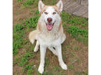 Adopt Blue a Brown/Chocolate Husky / Mixed dog in San Marcos, TX (41391041)