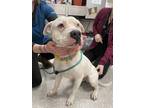 Adopt Turner a White Mixed Breed (Large) / Mixed dog in Baltimore, MD (41446359)