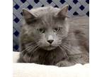 Adopt Shade a Domestic Longhair / Mixed cat in Midland, TX (41446500)