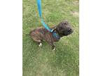 Adopt Bacon Bit a Brindle American Pit Bull Terrier / Mixed Breed (Medium) /