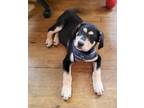 Adopt Jade a Black Labrador Retriever / Mixed dog in Appleton, WI (41292645)