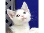 Adopt Shark a Domestic Shorthair / Mixed cat in Midland, TX (41446491)