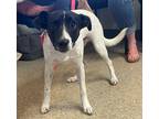 Adopt Junior (Cocoa Adoption Center) a White Jack Russell Terrier / Mixed dog in