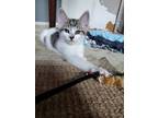 Adopt Carla a White Domestic Shorthair / Domestic Shorthair / Mixed cat in